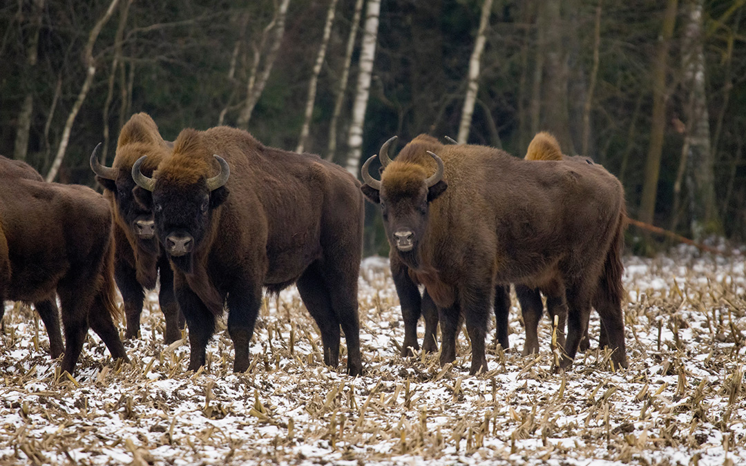Alcuni bisonti nella foresta di Bialowieza, in Polonia. Foto: Unsplash / Krzysztof Chrostowski.